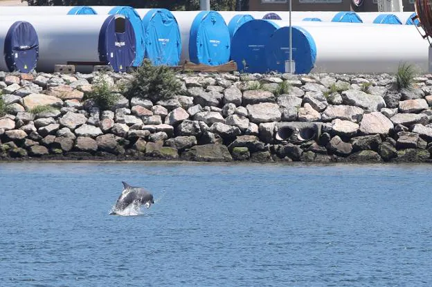Uno de los delfines que ayer llegaron hasta la zona del puerto deportivo. 
