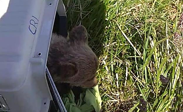 La osezna de Sabadía. 