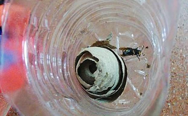 Ejemplar de avispa asiática capturada en Trevías. 