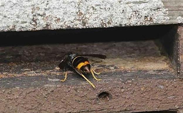 Una avispa asiática. 