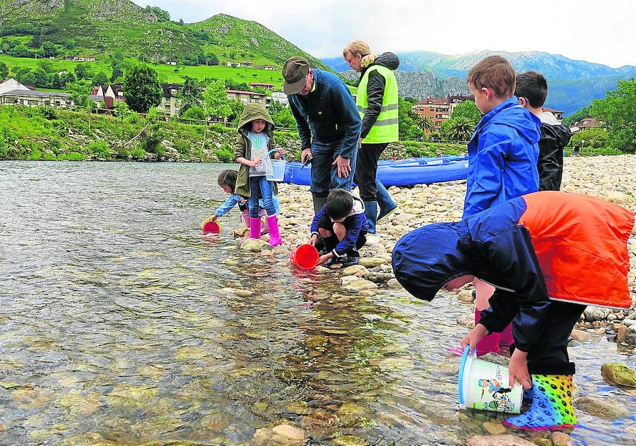 Los alevines llenan de vida el Sella