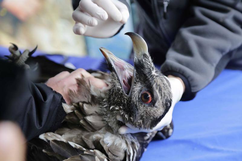 'Hugo', 'Lorien' y 'Niebla' llegan al Parque Nacional para sumarse al proyecto de recuperación de la especie