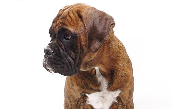 Perro de raza boxer.