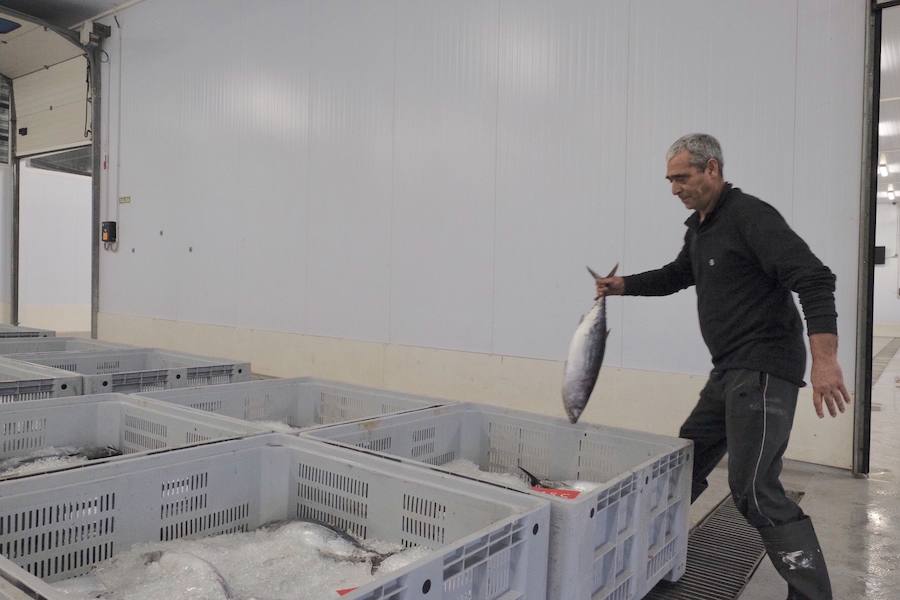 La Lonja comienza hoy la temporada de bonito con al subasta de 7.000 kilos del Atlántico
