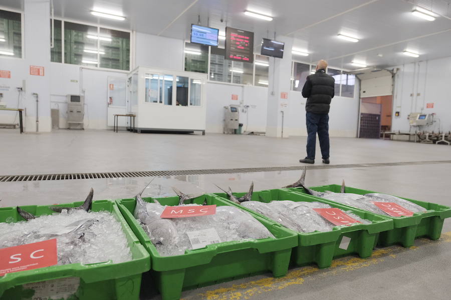 La Lonja comienza hoy la temporada de bonito con al subasta de 7.000 kilos del Atlántico