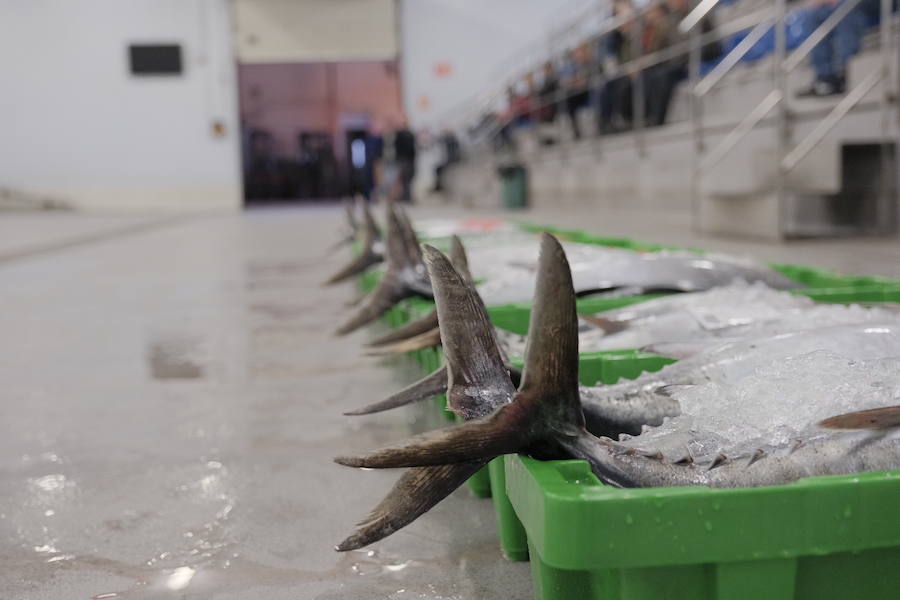 La Lonja comienza hoy la temporada de bonito con al subasta de 7.000 kilos del Atlántico