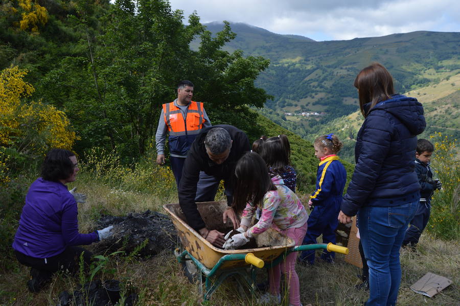 Los 42 alumnos del CRA Río Cibea han plantado esta mañana más de 20 castaños y abedules en la antigua escombrera de la mina de Carballo para «tener bosques más bonitos». El centro pretende concienciar a los más jóvenes sobre la importancia de conservar el medio natural en un espacio protegido como el parque de Fuentes del Narcea, Degaña e Ibias.