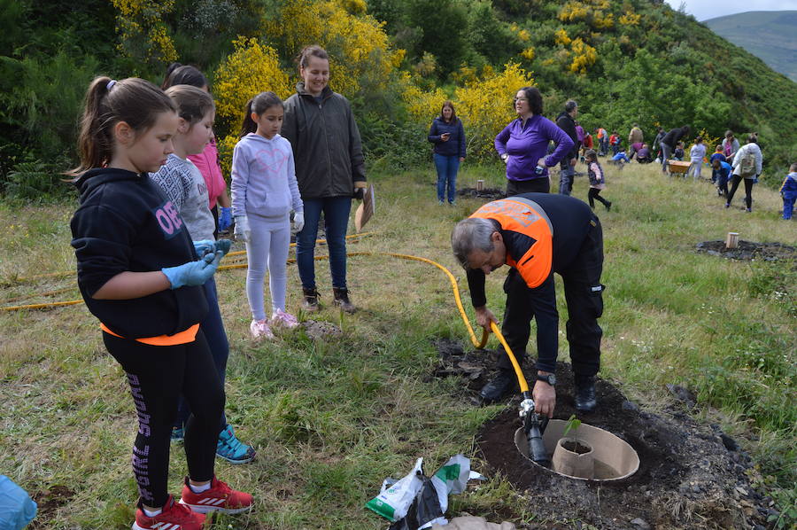 Los 42 alumnos del CRA Río Cibea han plantado esta mañana más de 20 castaños y abedules en la antigua escombrera de la mina de Carballo para «tener bosques más bonitos». El centro pretende concienciar a los más jóvenes sobre la importancia de conservar el medio natural en un espacio protegido como el parque de Fuentes del Narcea, Degaña e Ibias.