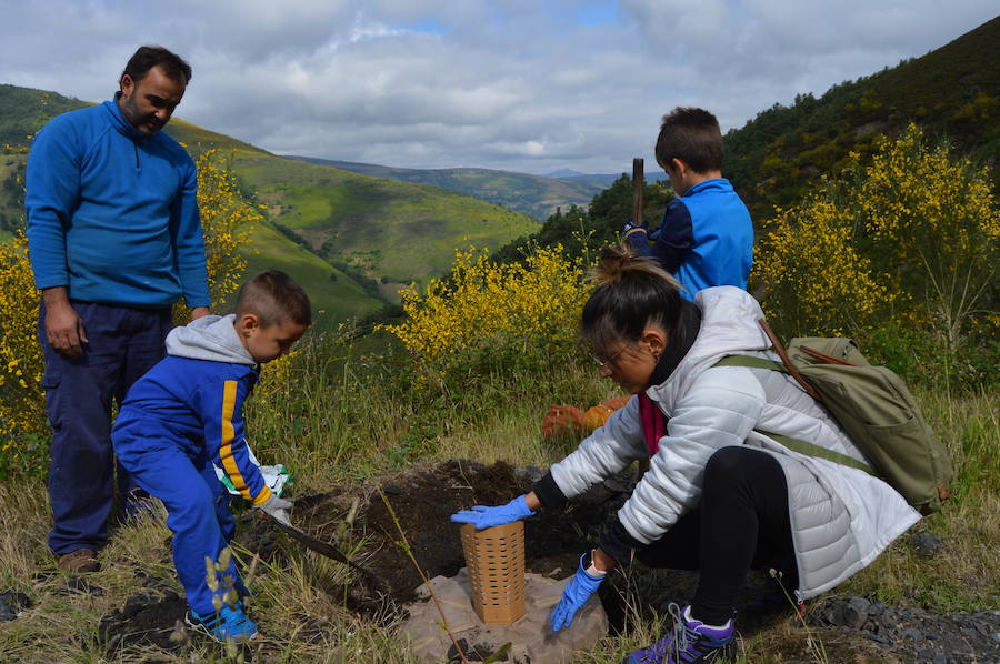 Los 42 alumnos del CRA Río Cibea han plantado esta mañana más de 20 castaños y abedules en la antigua escombrera de la mina de Carballo para «tener bosques más bonitos». El centro pretende concienciar a los más jóvenes sobre la importancia de conservar el medio natural en un espacio protegido como el parque de Fuentes del Narcea, Degaña e Ibias.