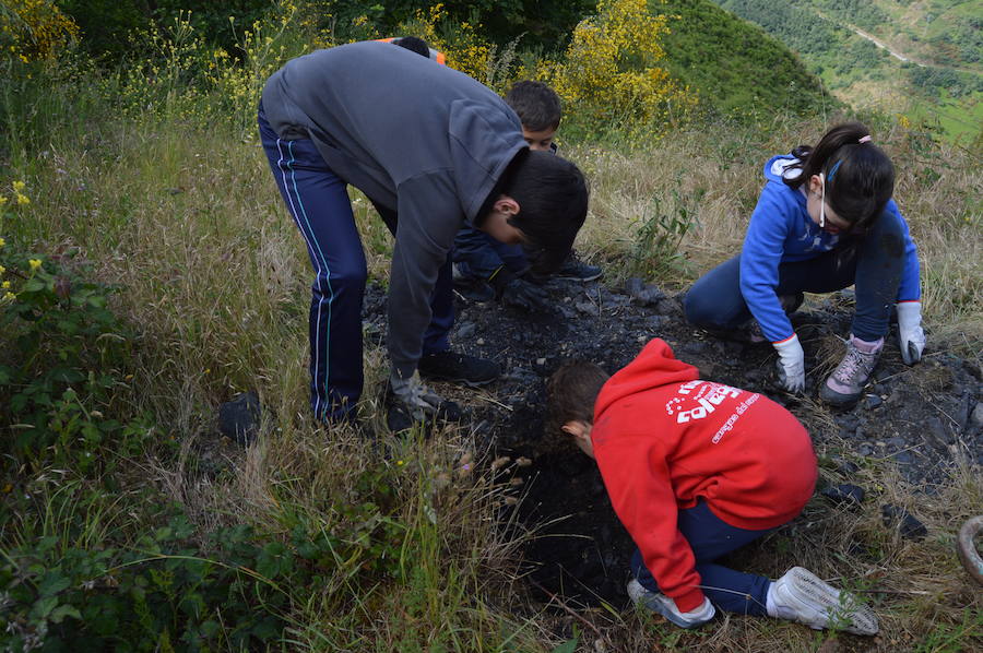 Los 42 alumnos del CRA Río Cibea han plantado esta mañana más de 20 castaños y abedules en la antigua escombrera de la mina de Carballo para «tener bosques más bonitos». El centro pretende concienciar a los más jóvenes sobre la importancia de conservar el medio natural en un espacio protegido como el parque de Fuentes del Narcea, Degaña e Ibias.