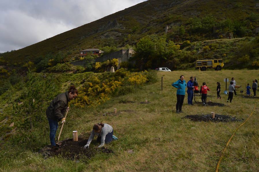 Los 42 alumnos del CRA Río Cibea han plantado esta mañana más de 20 castaños y abedules en la antigua escombrera de la mina de Carballo para «tener bosques más bonitos». El centro pretende concienciar a los más jóvenes sobre la importancia de conservar el medio natural en un espacio protegido como el parque de Fuentes del Narcea, Degaña e Ibias.