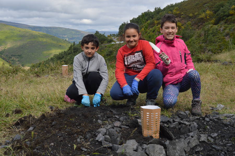 Los 42 alumnos del CRA Río Cibea han plantado esta mañana más de 20 castaños y abedules en la antigua escombrera de la mina de Carballo para «tener bosques más bonitos». El centro pretende concienciar a los más jóvenes sobre la importancia de conservar el medio natural en un espacio protegido como el parque de Fuentes del Narcea, Degaña e Ibias.