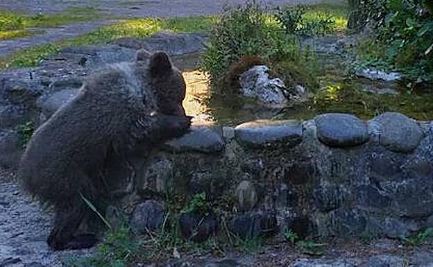 La osezna rescatada en Santo Adriano gana peso y corretea