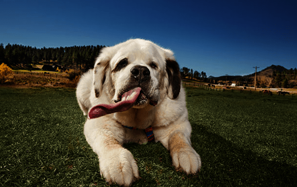 La lengua más larga del mundo lleva el nombre de Mochi Rickert, con un tamaño de 18,58 centímetros.