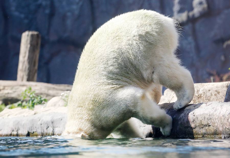 Un oso mete la cabeza en el agua en el zoo de Gelsenkirchen, en Alemania.