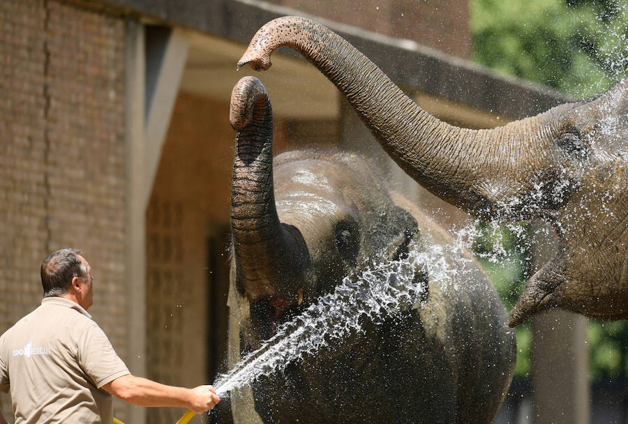 Un guarda echa agua a un elefante asiático durante un caluroso día en el zoológico de Berlín (Alemania).