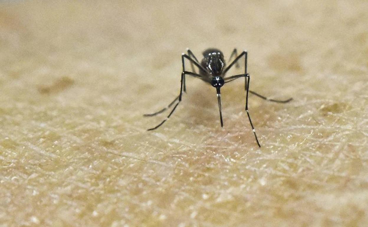 Un mosquito a punto de picar a su víctima.