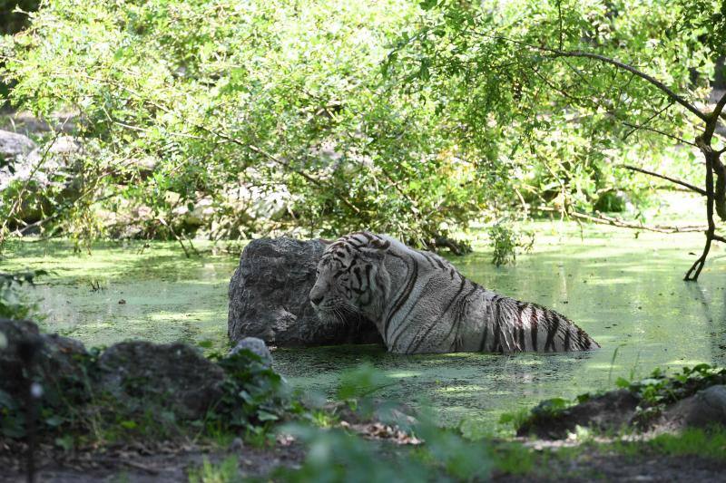 Fotos: Mil maneras de combatir el calor