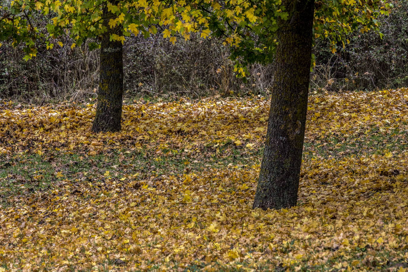 1. En 2012 Vitoria fue escogida Capital Verde Europea. La ciudad alavesa cuenta con hermosos parques urbanos, una estimulante ruta de jardines y una amplia red de sendas urbanas. El gigatne verde es el Parque de Salburua, con algo más de un millón y medio de metros cuadrados, seguido por el Parque de Zabalgana y el de Atxa, según el ranking de Holidu.