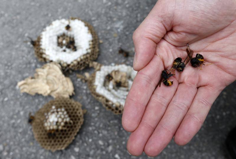 Asturias es la primera región en utilizar material pirotécnico para acabar con los nidos de las avispas. Este sistema permitirá eliminar por completo tanto la colonia como el nido y es menos dañino para el medio ambiente.