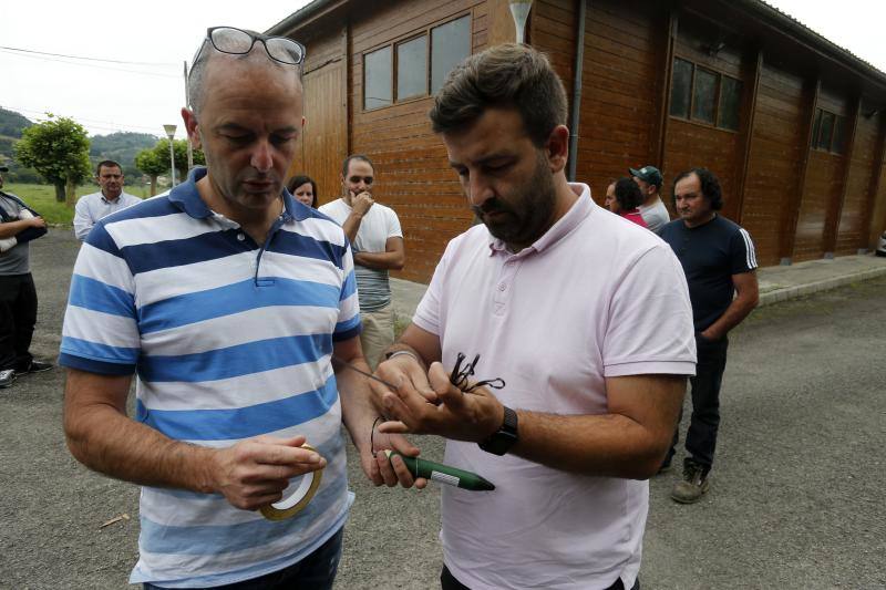 Asturias es la primera región en utilizar material pirotécnico para acabar con los nidos de las avispas. Este sistema permitirá eliminar por completo tanto la colonia como el nido y es menos dañino para el medio ambiente.