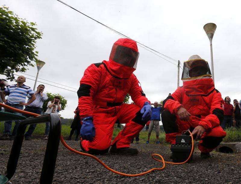 Asturias es la primera región en utilizar material pirotécnico para acabar con los nidos de las avispas. Este sistema permitirá eliminar por completo tanto la colonia como el nido y es menos dañino para el medio ambiente.