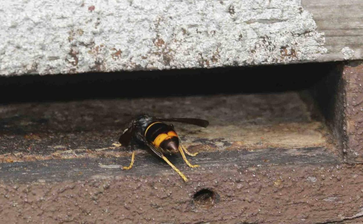 Ejemplar de avispa asiática.