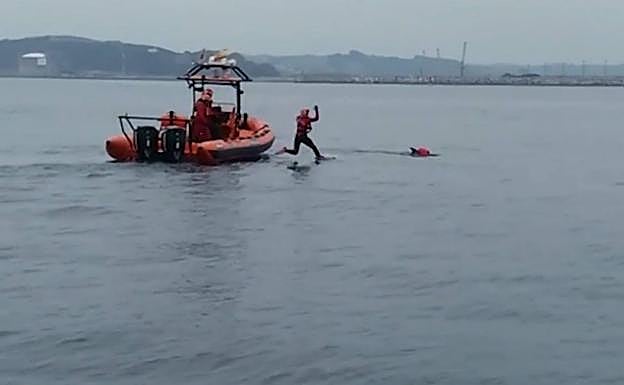 Rescatan a un delfín que quedó enredado en una boya en El Musel