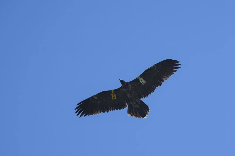 Fotos: &#039;Hugo&#039; ya vuela en los Picos