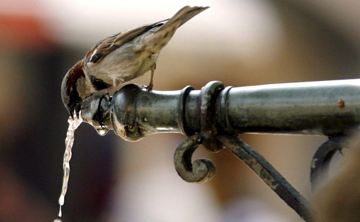 Un gorrión bebe agua de una fuente.