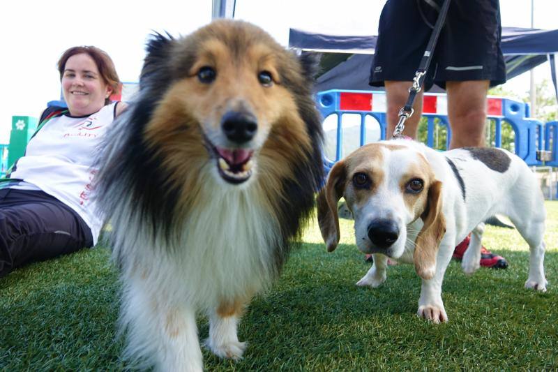 Fotos: Cangas de Onís acoge a la élite canina