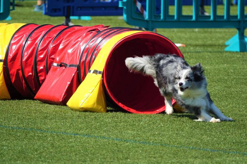 Fotos: Cangas de Onís acoge a la élite canina
