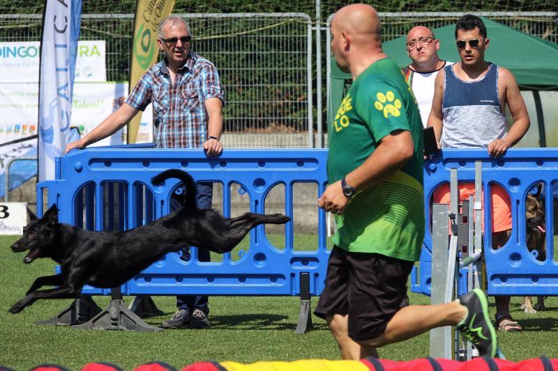 Fotos: Cangas de Onís acoge a la élite canina