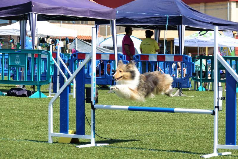 Fotos: Cangas de Onís acoge a la élite canina