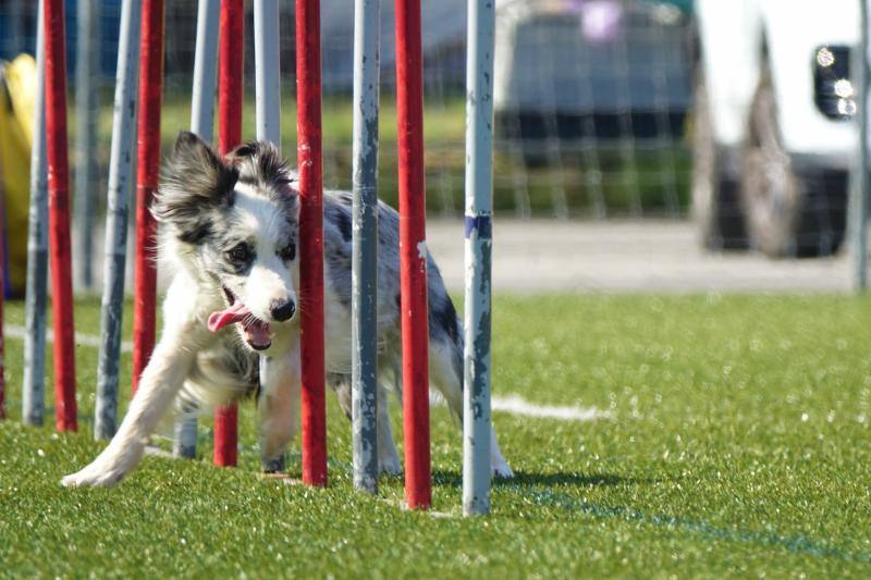 Fotos: Cangas de Onís acoge a la élite canina