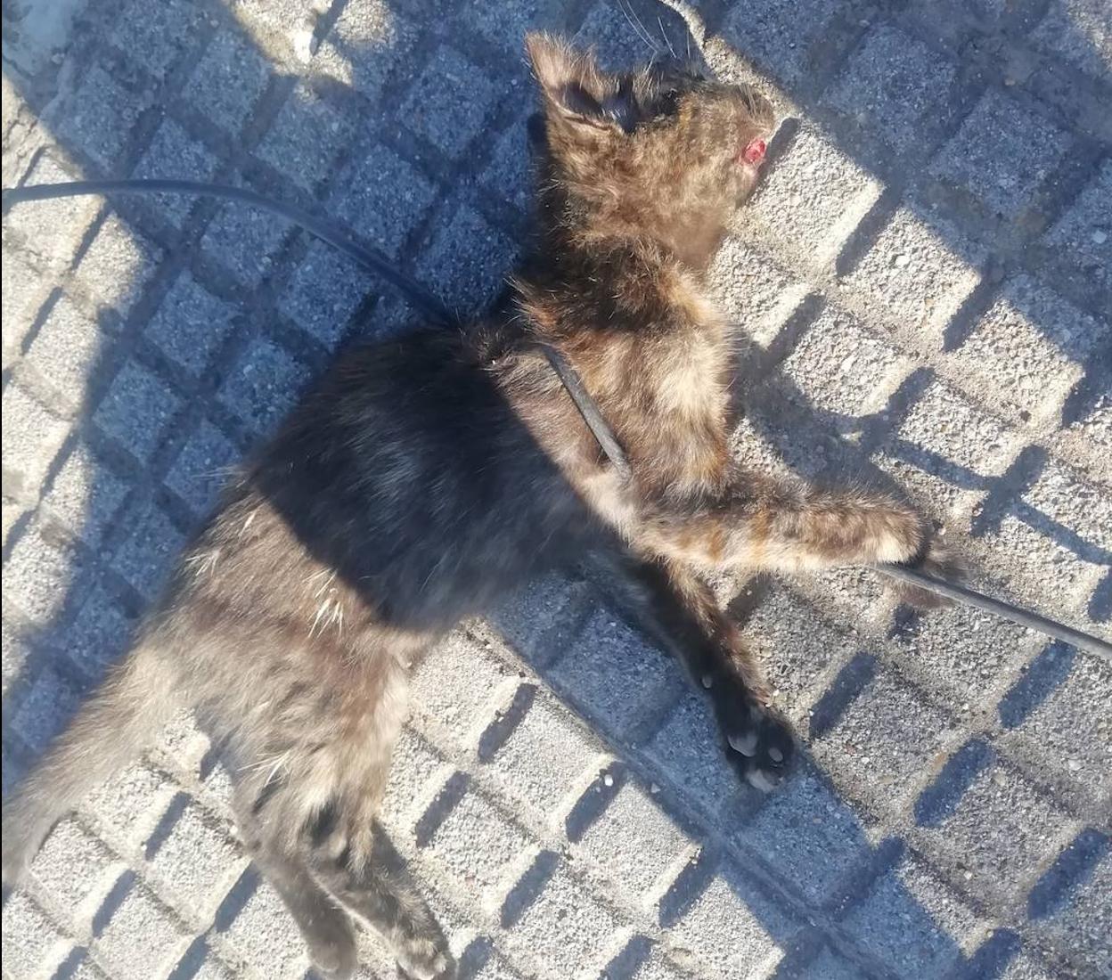 Imagen del cachorro de gato. 