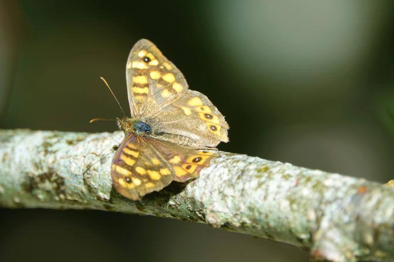 Ponga está considerado un auténtico paraíso para los amantes de la naturaleza. Destacan sus cumbres, como Tiatordos o Sobanciu; pueblos como Beleñu, Cainaba o Sobrefoz, sin olvidarnos de su fauna. 