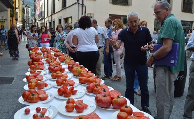 Festival del tomate Cangas de Narcea. 