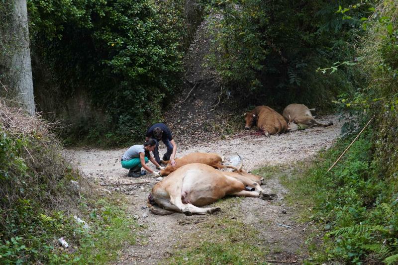 El suceso se produjo entre las localidades de Celorio y Poo al chocar el convoy con unas cinco vacas que invadieron las vías, lo que provocó su descarrilamiento, según confirman desde Renfe. En el tren viajaban 25 pasajeros, el maquinista y un interventor y ninguno de ellos ha resultado herido. El grupo ha tenido que ser evacuado por las propias vías para continuar su trayecto por carretera.