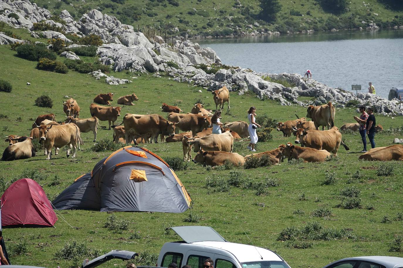 La Fiesta del Pastor volvió a congregar a numerosos curiosos y participantes en los pastos de los Lagos de Covadonga donde el mundo rural de Picos de Europa celebra una jornada festiva y reivindicativa. 