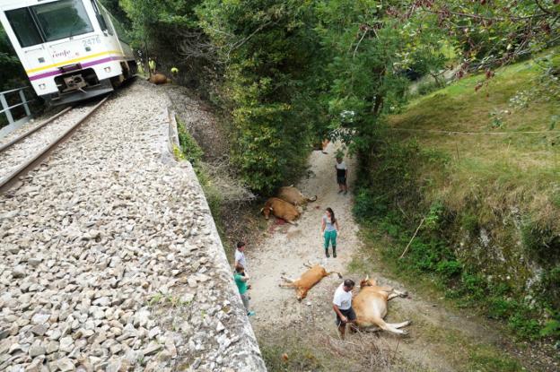 El tren de pasajeros descarriló entre las localidades llaniscas de Celorio y Poo tras chocar contra una docena de vacas. 