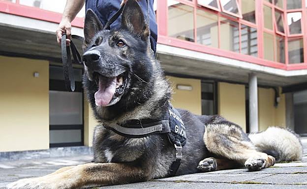 Imagen principal - &#039;Thor&#039; se jubila con una familia de Somió