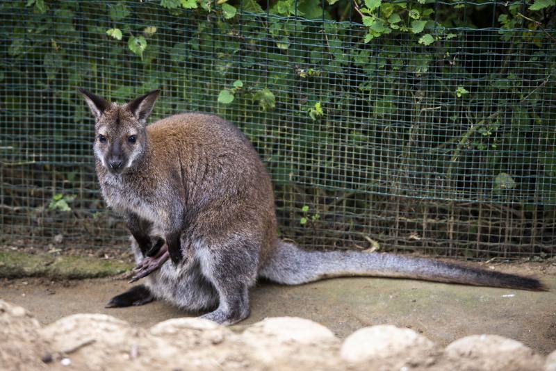 El zoológico El Bosque, situado en Oviedo, cuenta con 80 especies animales y más de 200 ejemplares con historias conmovedoras.