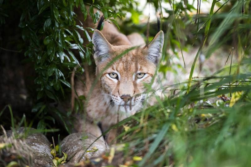 El zoológico El Bosque, situado en Oviedo, cuenta con 80 especies animales y más de 200 ejemplares con historias conmovedoras.