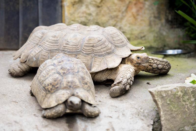 El zoológico El Bosque, situado en Oviedo, cuenta con 80 especies animales y más de 200 ejemplares con historias conmovedoras.