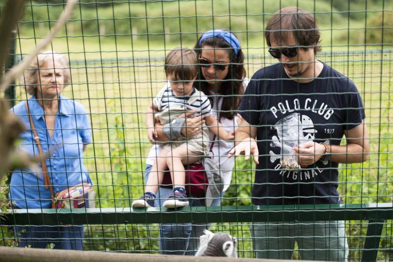 El zoológico El Bosque, situado en Oviedo, cuenta con 80 especies animales y más de 200 ejemplares con historias conmovedoras.