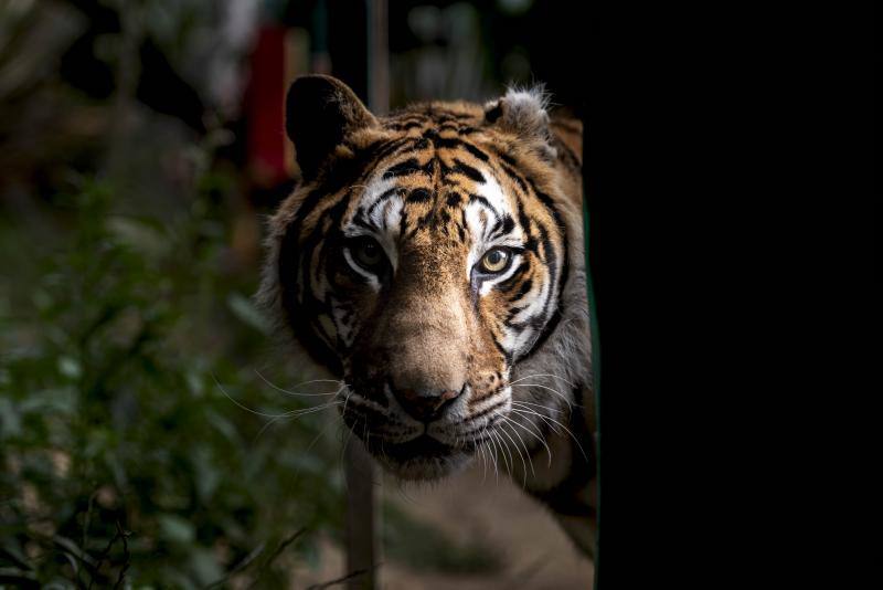 El zoológico El Bosque, situado en Oviedo, cuenta con 80 especies animales y más de 200 ejemplares con historias conmovedoras.