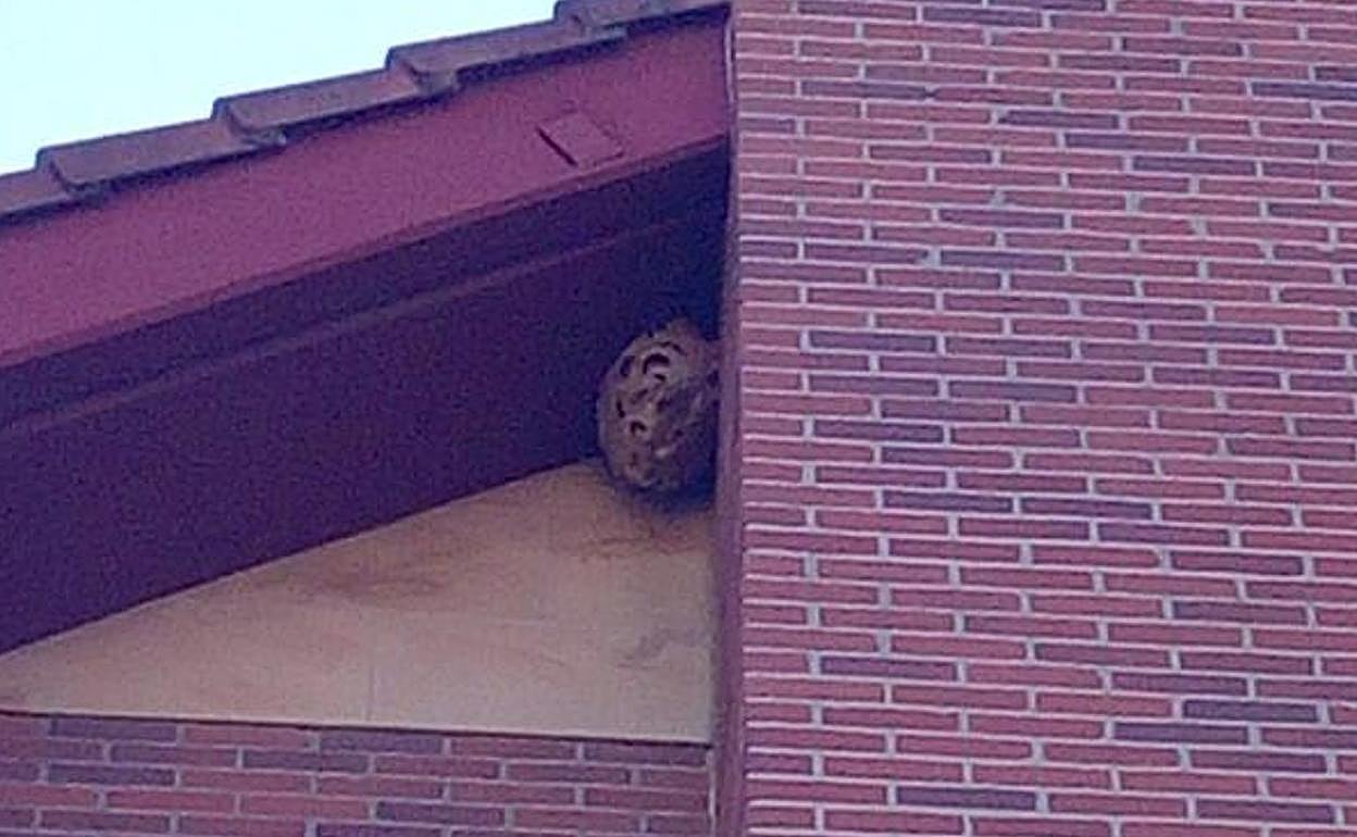 El nido de avispa asiática, bajo un tejado de Prado de Viñao. 