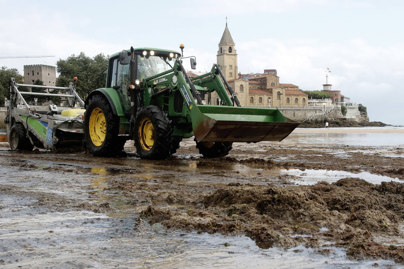 El principal arenal gijonés despertó cubierto de ocle, una imagen casi habitual para paseantes y bañistas. Emulsa se encarga cada día de la limpieza y recogida de todo lo acumulado.
