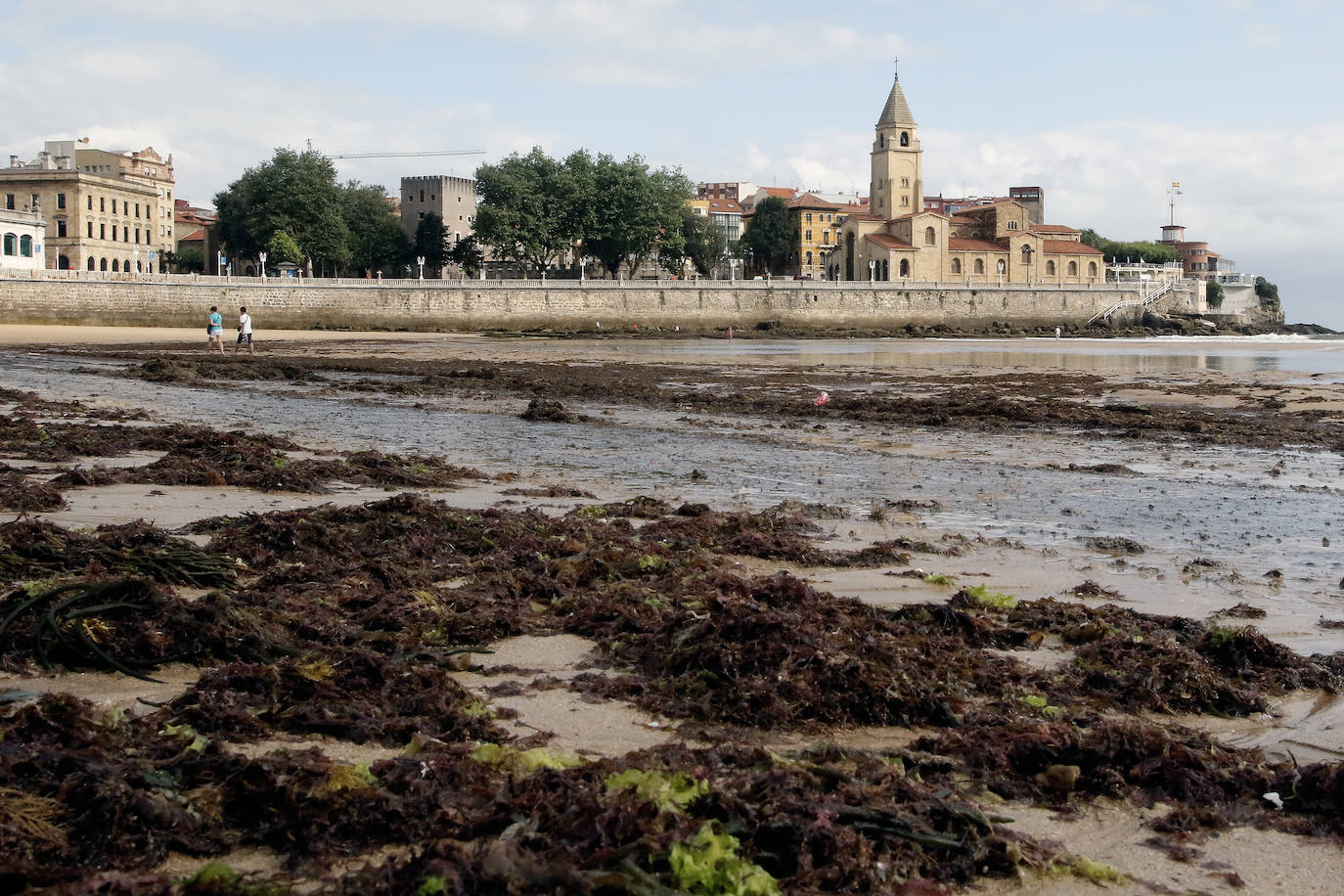 El principal arenal gijonés despertó cubierto de ocle, una imagen casi habitual para paseantes y bañistas. Emulsa se encarga cada día de la limpieza y recogida de todo lo acumulado.